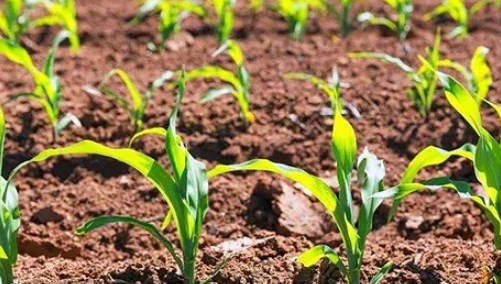 玉米增产方案