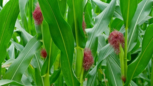 玉米增产方案