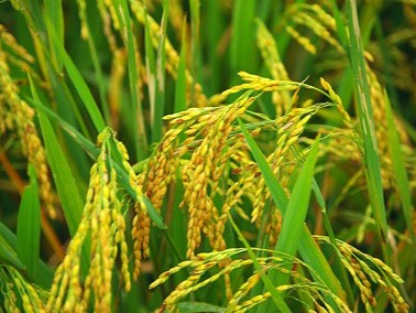 2024年水稻春季科学施肥指导意见
