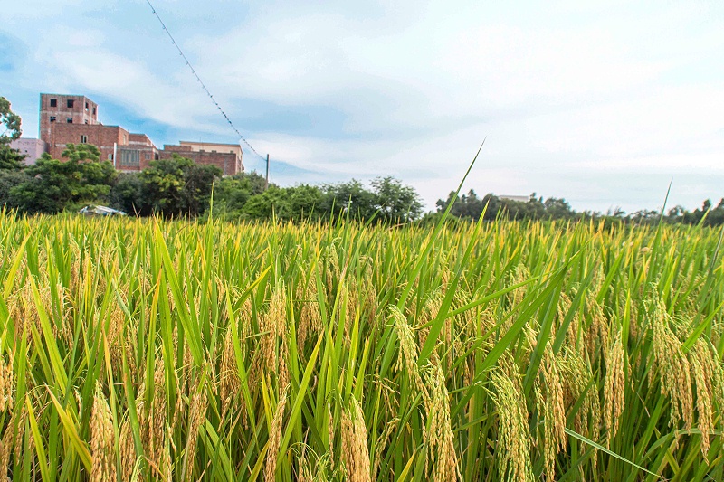 水稻增产方案，水稻