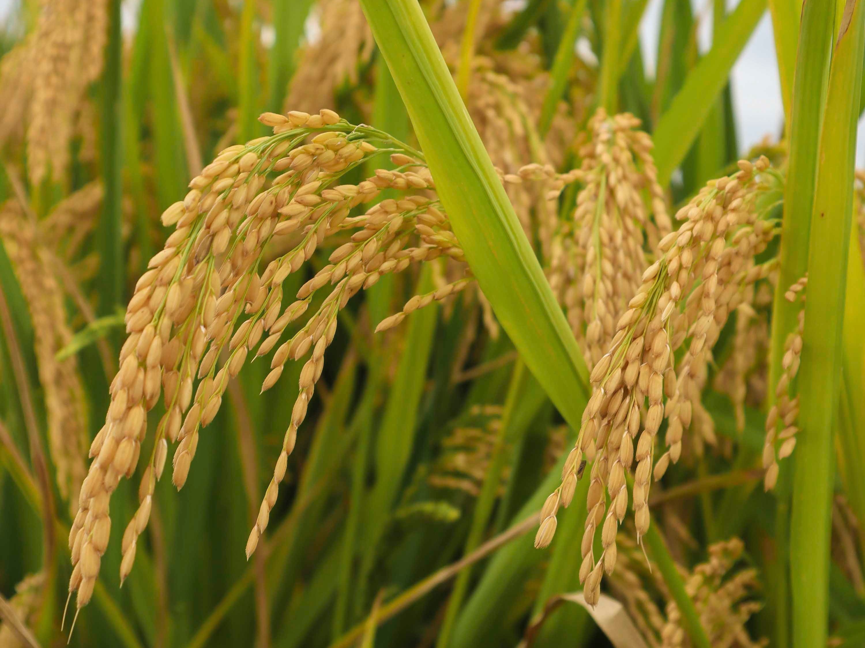 水稻病虫害