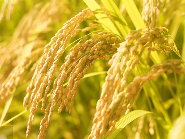 水稻种植解决方案