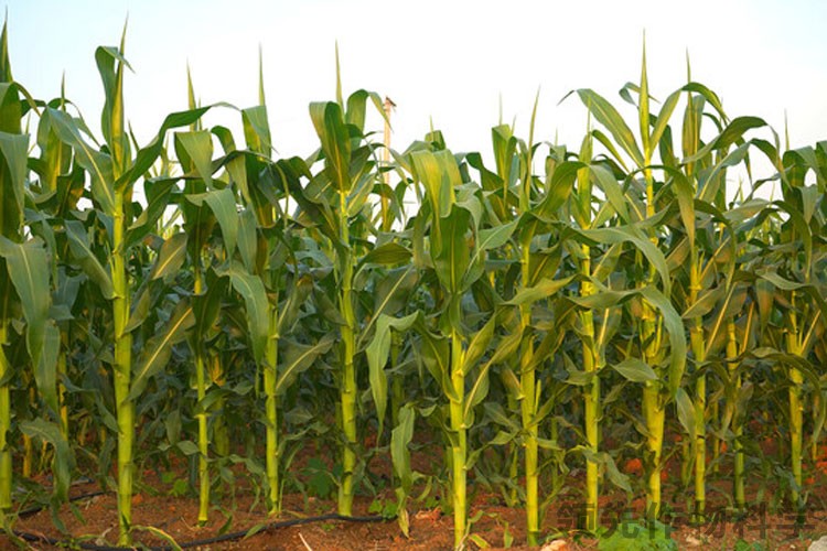 玉米杂草除草剂玉米农药厂家-领先作物科学玉米