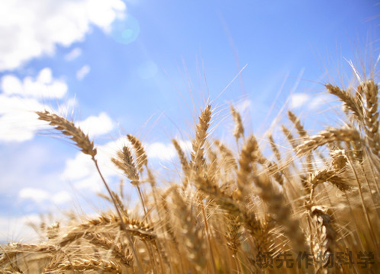 小麦增产高产方案小麦种植技术-领先作物科学小麦农药