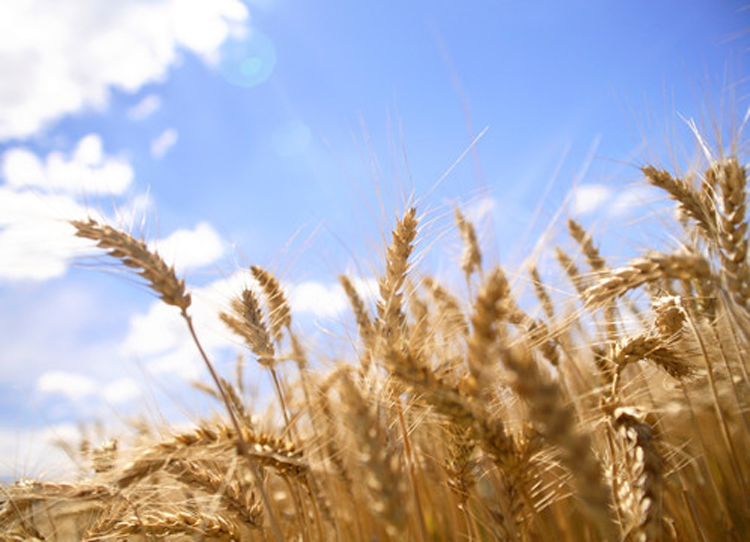 增加小麦粒重高产方案可以使用哪些措施？