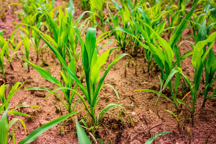 玉米杂草除草剂玉米农药厂家-领先作物科学玉米