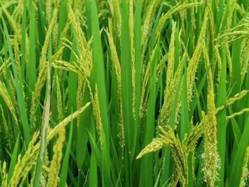 水稻抽穗期