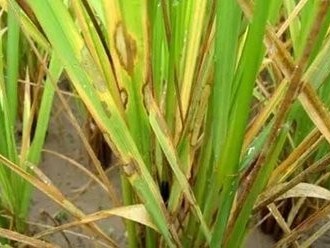 2024年全国水稻重大病虫害发生趋势预报