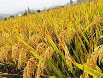 水稻增产