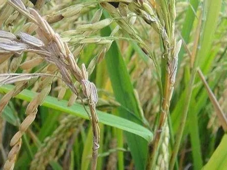 水稻稻瘟病形态特征及防治方法