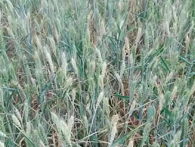 小麦茎基腐病