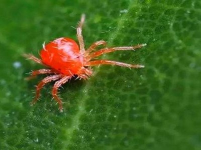 柑橘红蜘蛛的生活习性、危害症状以及防治方法