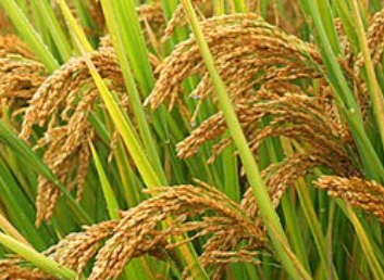 水稻稻曲病