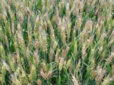 得了赤霉病的小麦该怎么处理？