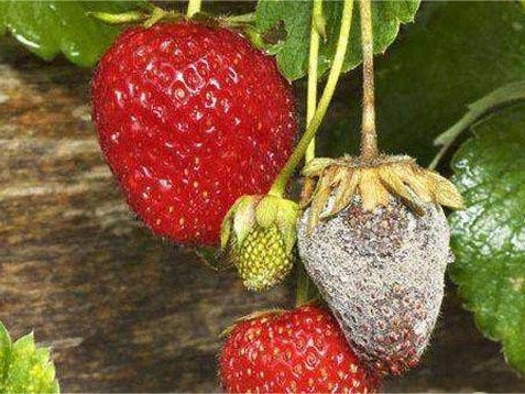 草莓灰霉病的发生规律、症状表现及防治方法