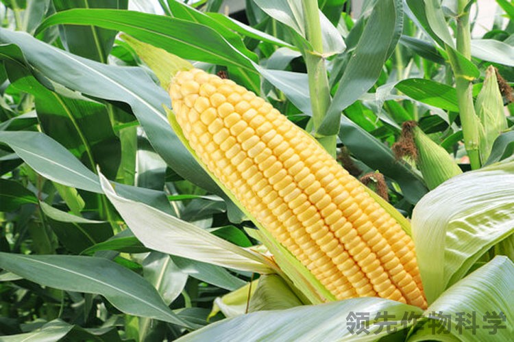 玉米缺素症玉米肥料-领先作物科学玉米