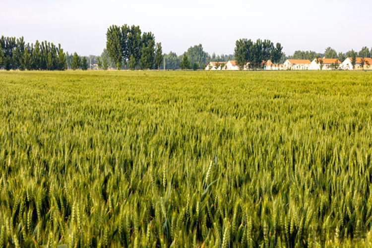 小麦水肥管理技术