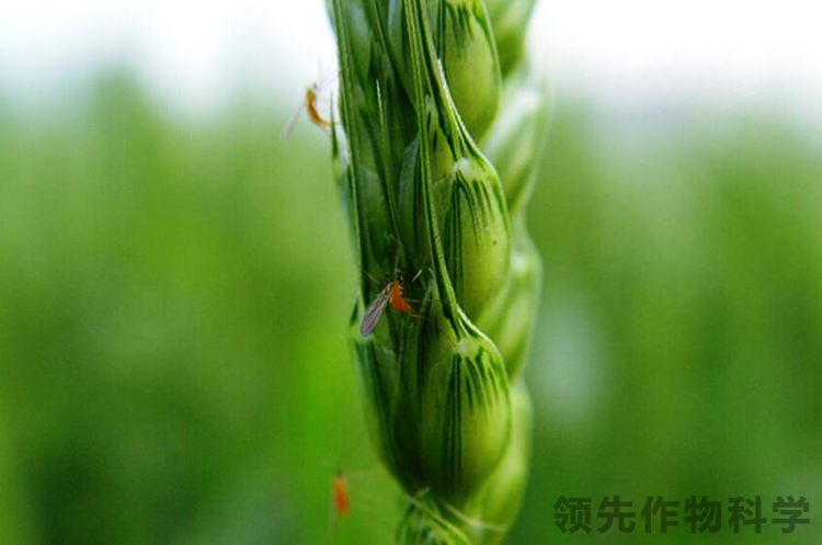小麦吸浆虫防治方法