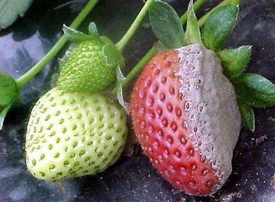 草莓灰霉病的预防与防治措施