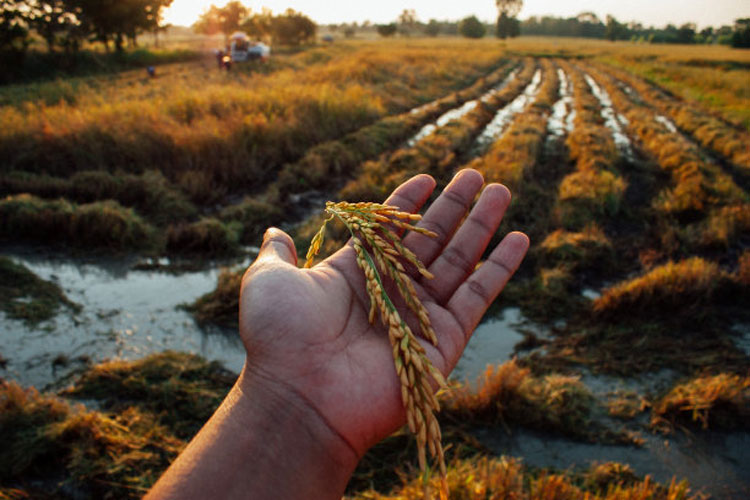 水稻成熟期水稻病虫害管理-领先作物科学水稻