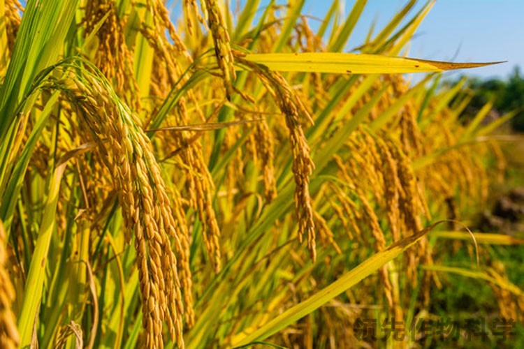 水稻成熟期水稻病虫害管理-领先作物科学水稻