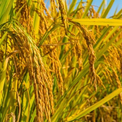 种植水稻中后期高产田间管理措施分享