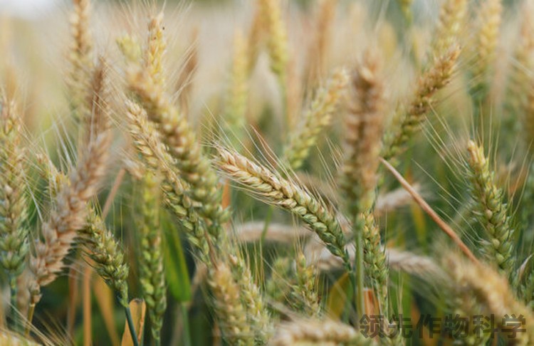 小麦成熟三个标志期-领先作物科学小麦成熟
