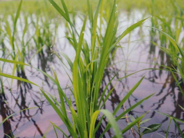 水稻增产方案