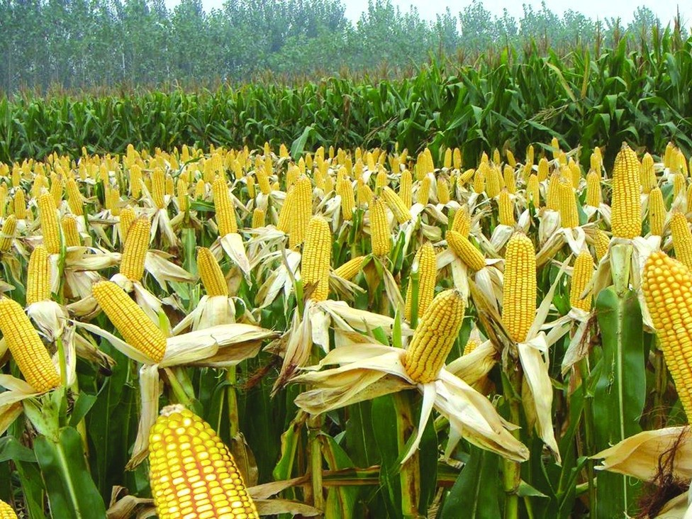 领先作物科学温馨提示：玉米要晚收，收玉米前一定要看