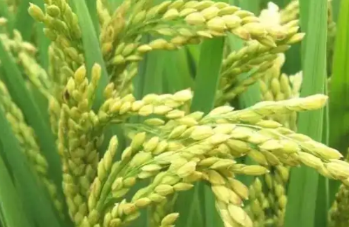 水稻灌浆期