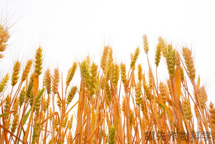 小麦增产方案小麦水溶肥-领先作物科学小麦