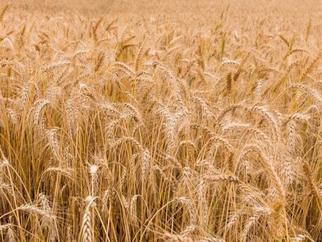免费分享关于小麦干热风的防治办法|领先作物科学