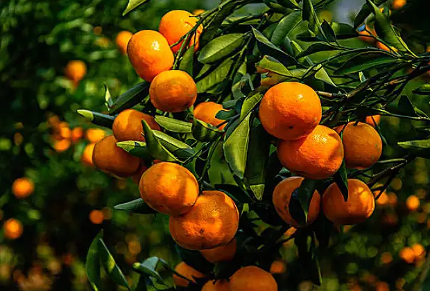 柑橘溃疡病