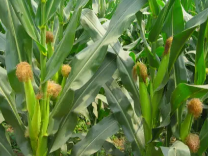 玉米灌浆期田间管理