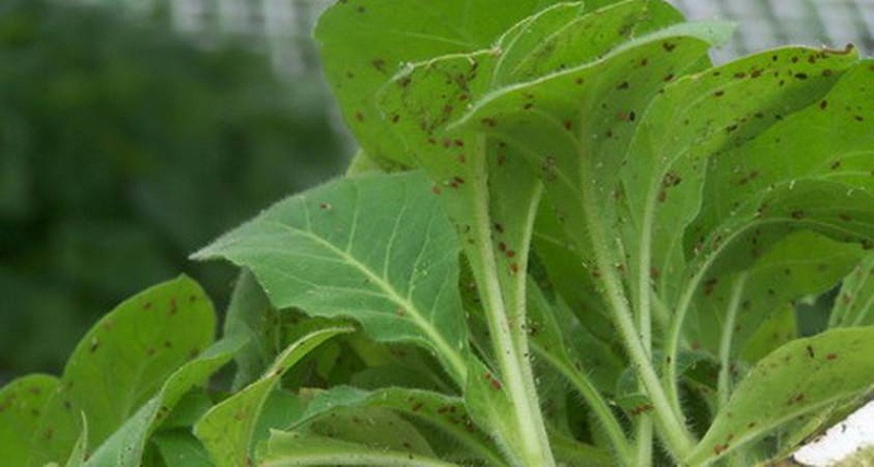 蔬菜蚜虫