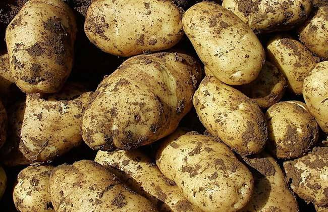马铃薯种植