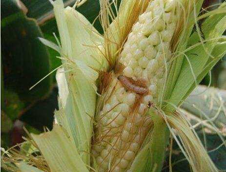 玉米虫害