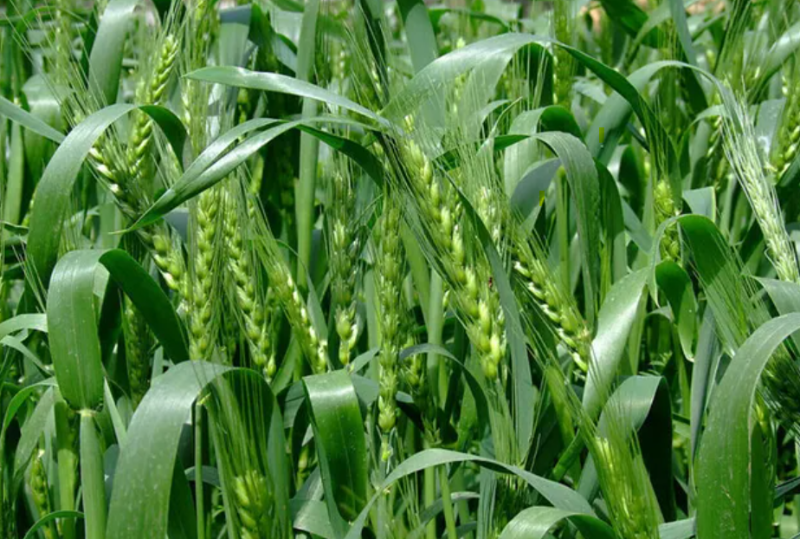 小麦生育期