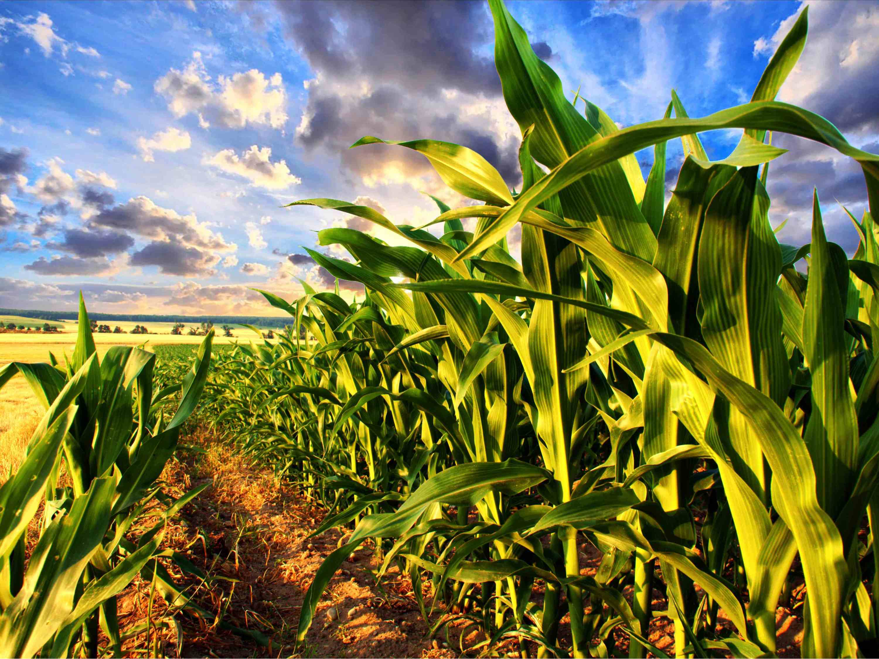 玉米种植需要掌握一定的技巧和管理方法