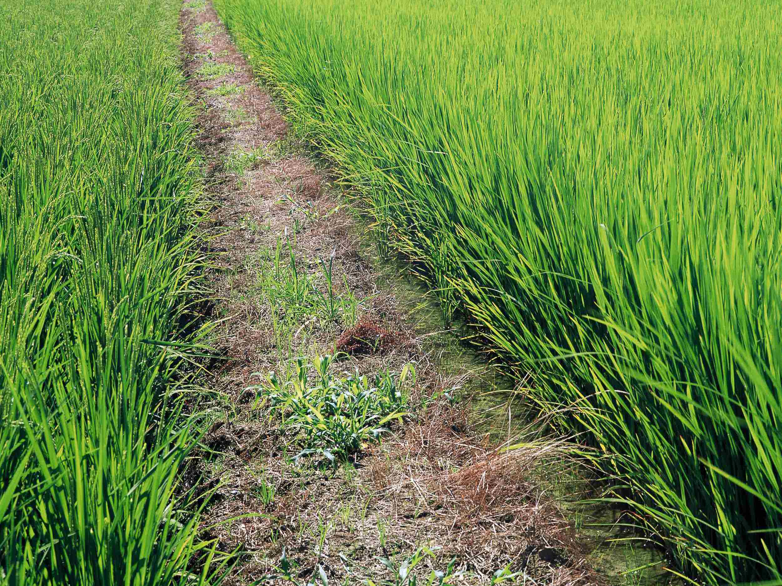 水稻稻纵卷叶螟防治方法