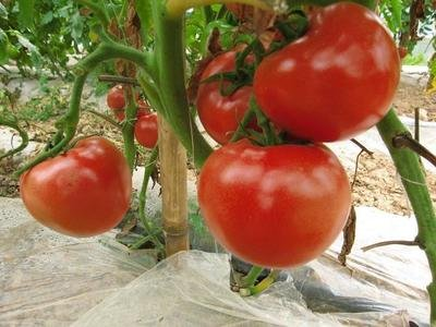 番茄常见病虫害