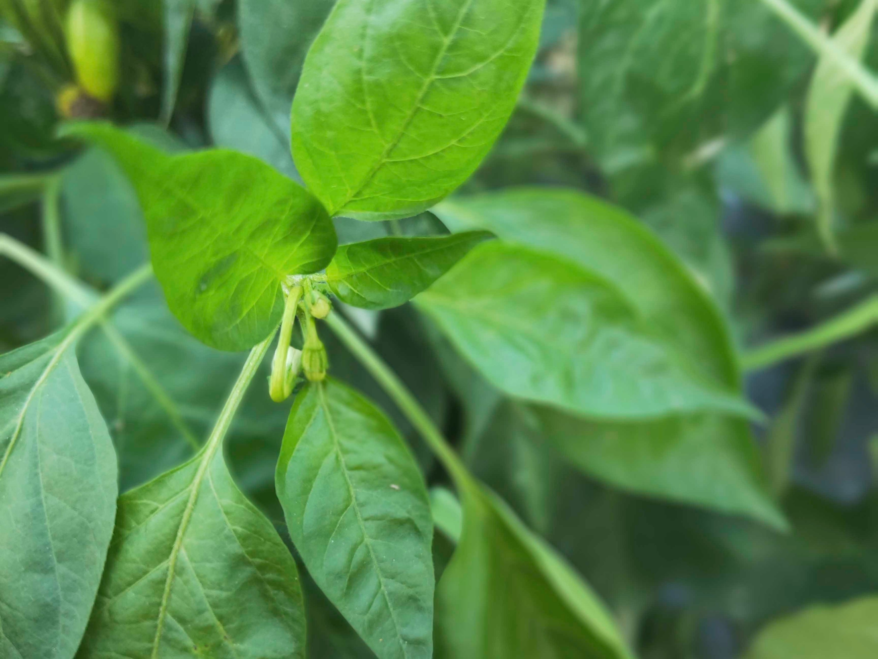 辣椒种植管理与辣椒病虫害防治