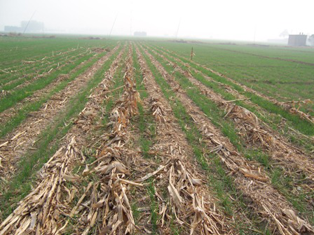 玉米秸秆还田对小麦有何危害？如何缓解？