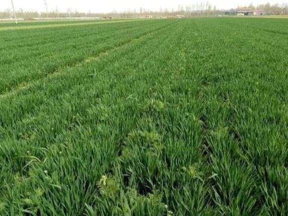 小麦播种前后田间杂草如何防治？