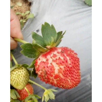 草莓裂果