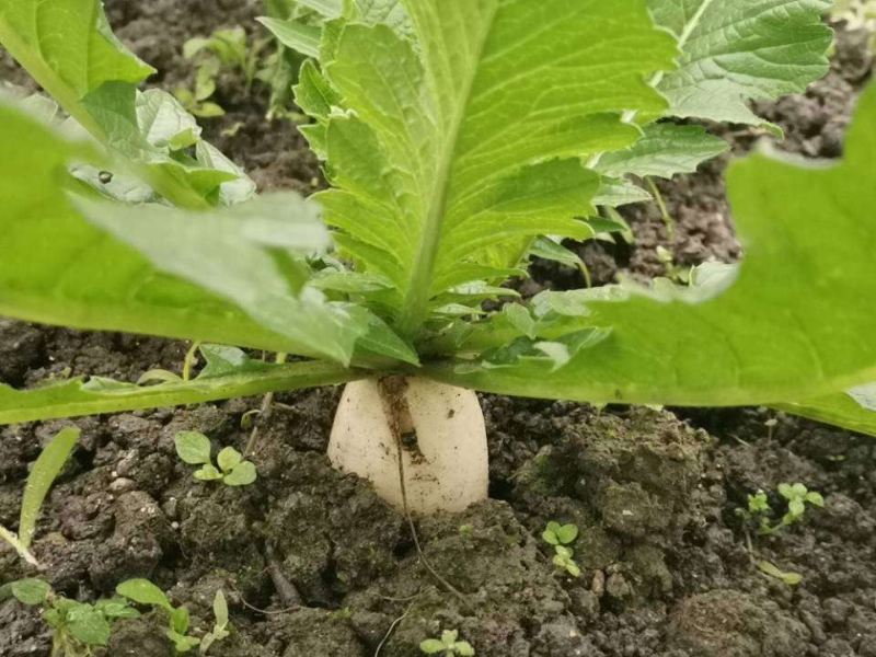 萝卜种植