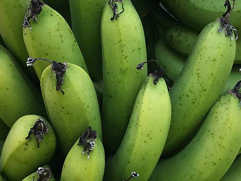 香蕉挂果