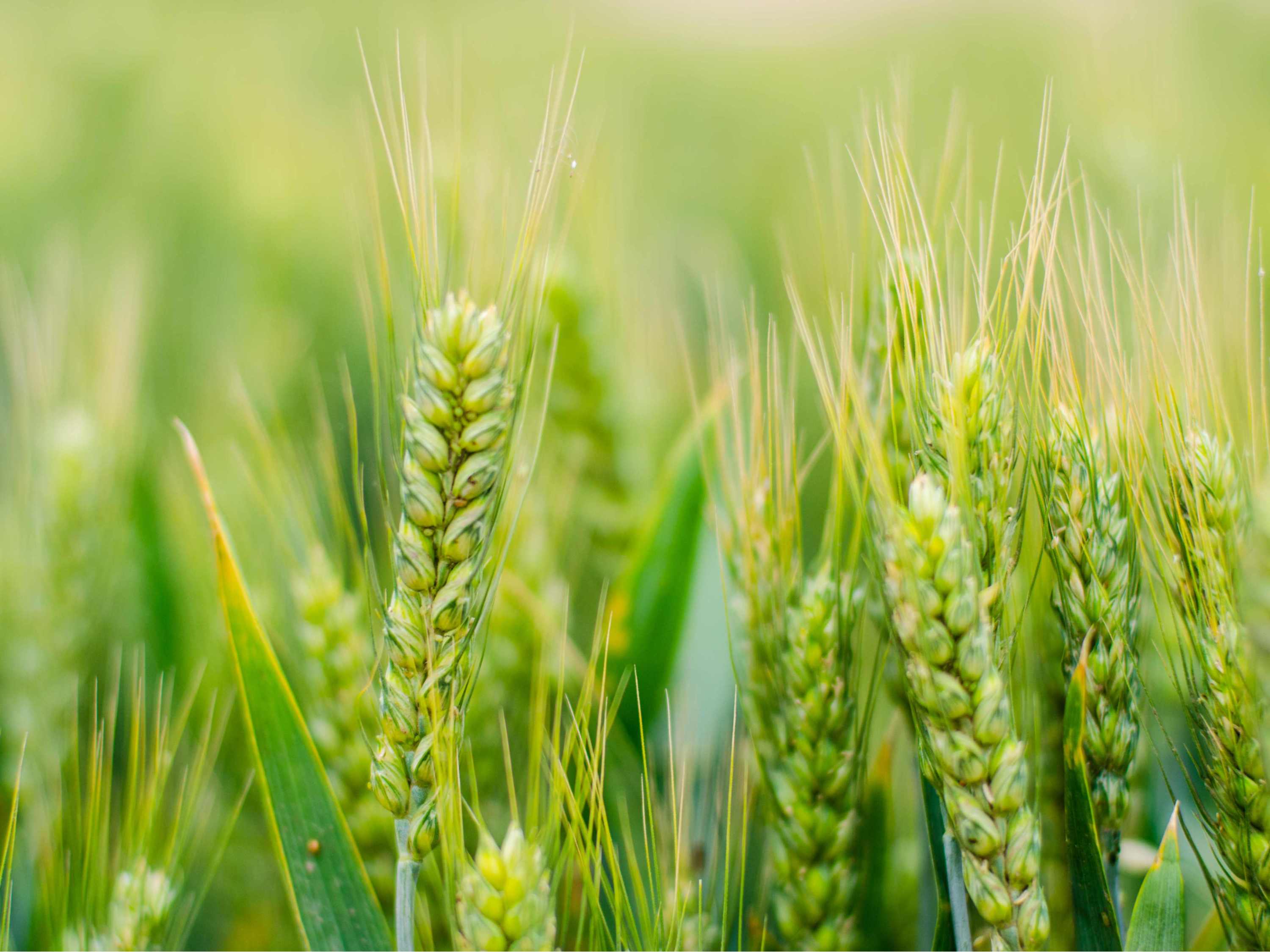 2024年小麦春季重大病虫害防控技术方案