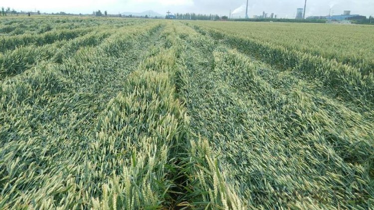 种植户解决小麦倒伏的方法