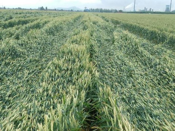 回复关于小麦倒伏防治措施的内容《领先作物科学》